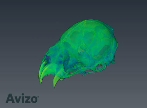 A vampire bat (Desmodus) skull, imaged in Avizo Lite.
